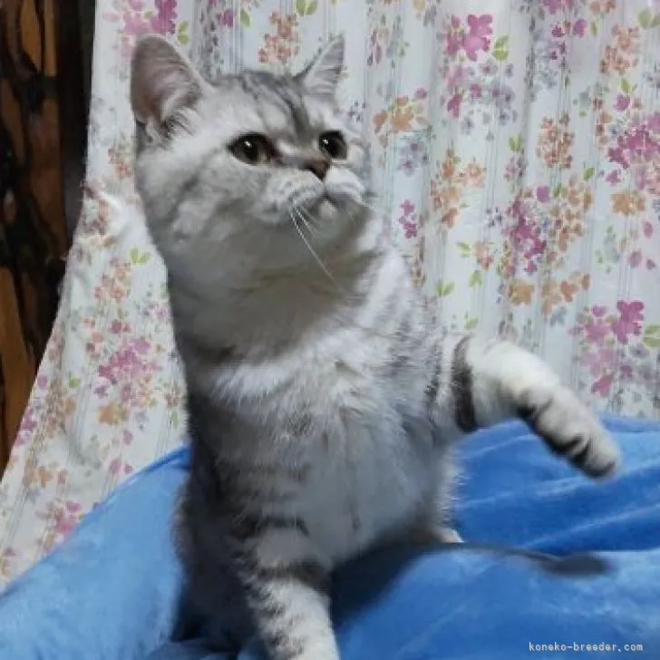 ID:2305-01713の子猫