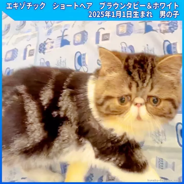 A.W 様のお迎えした子猫