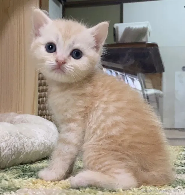 ID:2105-00115の子猫