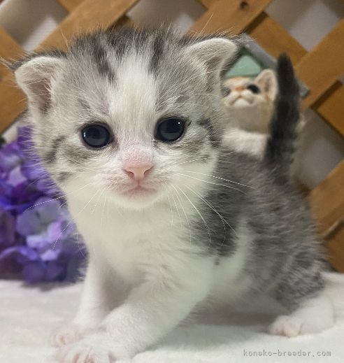 マンチカン 長足 福岡県 女の子 21年6月9日 ブルータビー ホワイト 垂れ目の耳折れちゃん 穏やかな性格の女の子 みんなの子猫 ブリーダー 子猫id 2107 000