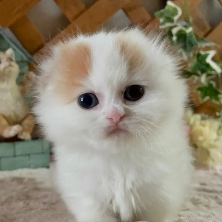 ID:2304-02977の子猫