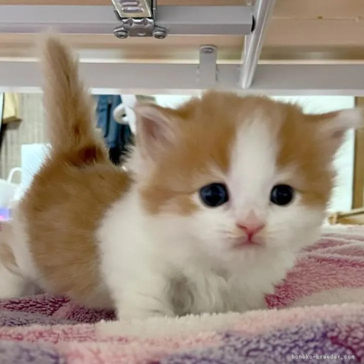 ID：2301-01864の子猫