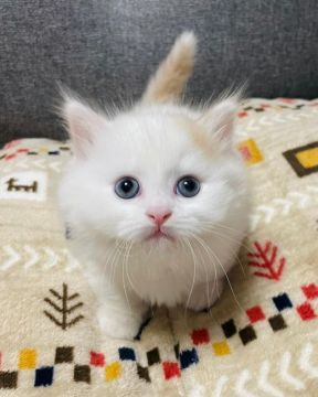 マンチカン(短足)【福岡県・男の子・2021年12月11日・セミロング】の写真「おっとりな性格😸💕超短足の可愛い男の子❤️」