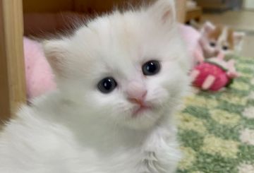 マンチカン【福岡県・女の子・2022年3月19日・クリームタビーホワイト（セミロング）】の写真「ふわもこ💓垂れ目ちゃんで遊び大好き🥰」