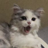 マンチカン【・女の子・2019年5月22日・シルバーパッチドタビー&ホワイト】「生後4か月😸」