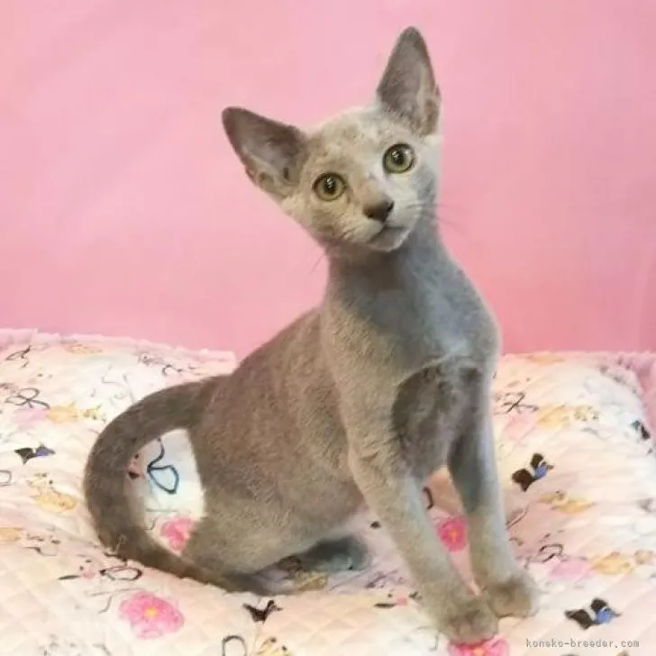 ID:2208-02505の子猫