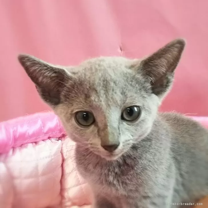 ID:2409-00095の子猫