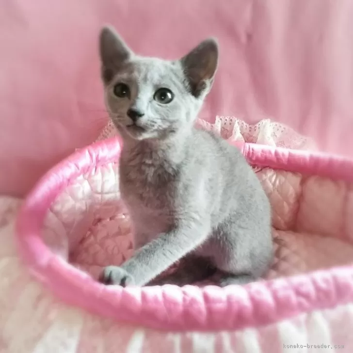ID:2405-00622の子猫