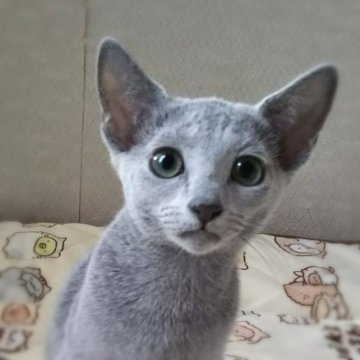 ロシアンブルー【埼玉県・女の子・2023年5月27日・ブルー】の写真「可愛く美猫な女の子❤️すぐにお迎えできます」