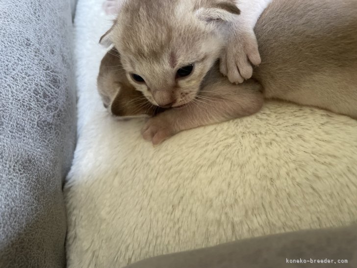 藤田悦代ブリーダーのブログ：シンガプーラの子猫 目が開きました😊