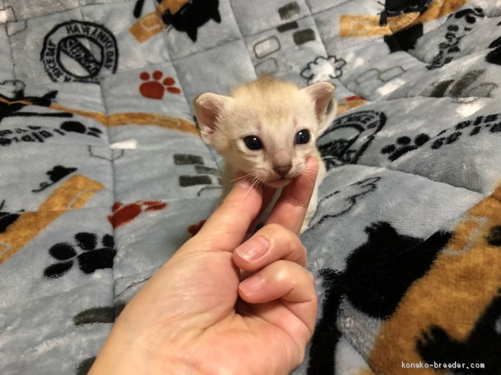 藤田悦代ブリーダーのブログ：シンガプーラの子猫ちゃん生まれてます