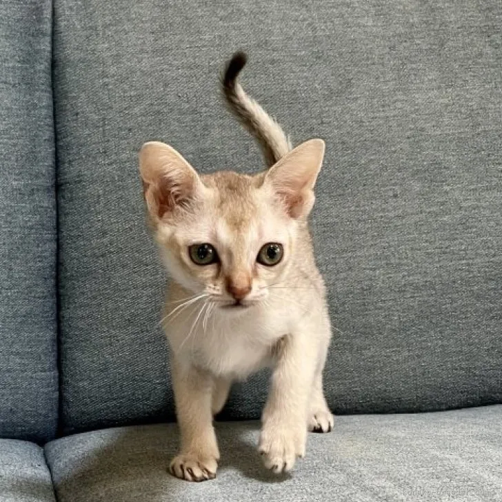ID:2306-01487の子猫