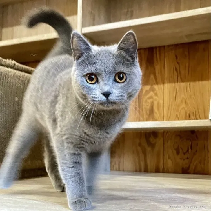 ID:2310-00512の子猫