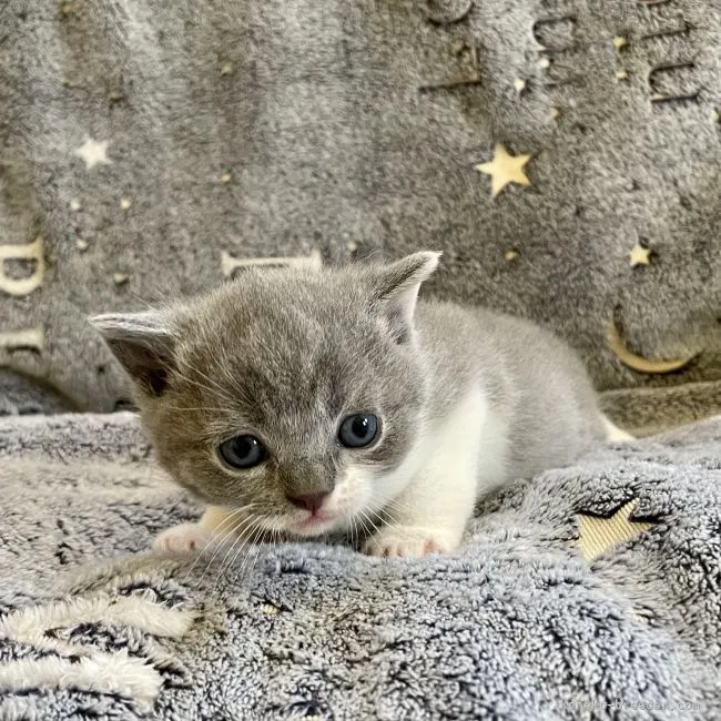 さとちゃん 様のお迎えした子猫