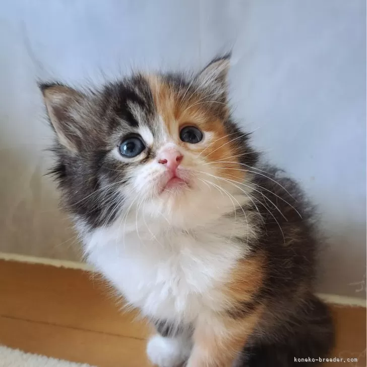 ID:2409-00918の子猫