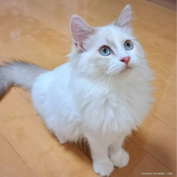 ID:2405-02624の子猫