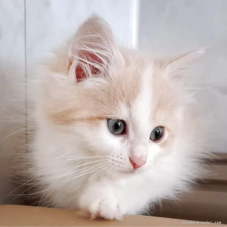 ID:2504-02474の子猫