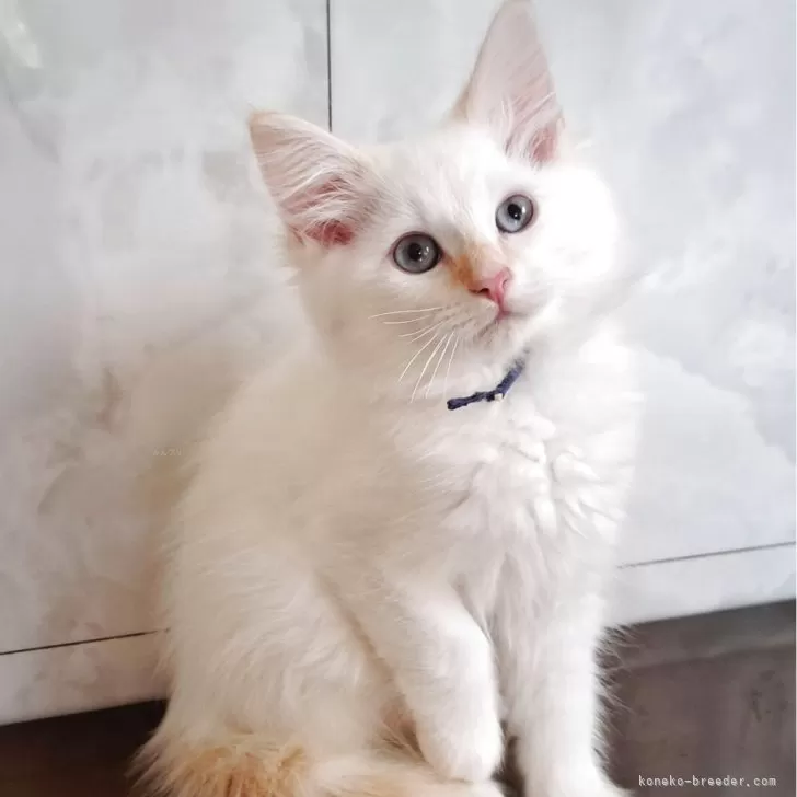 ID:2503-01004の子猫