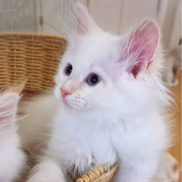 ID:2504-01950の子猫