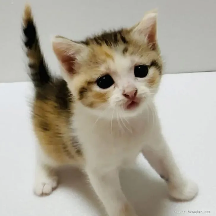 ID:2210-00844の子猫