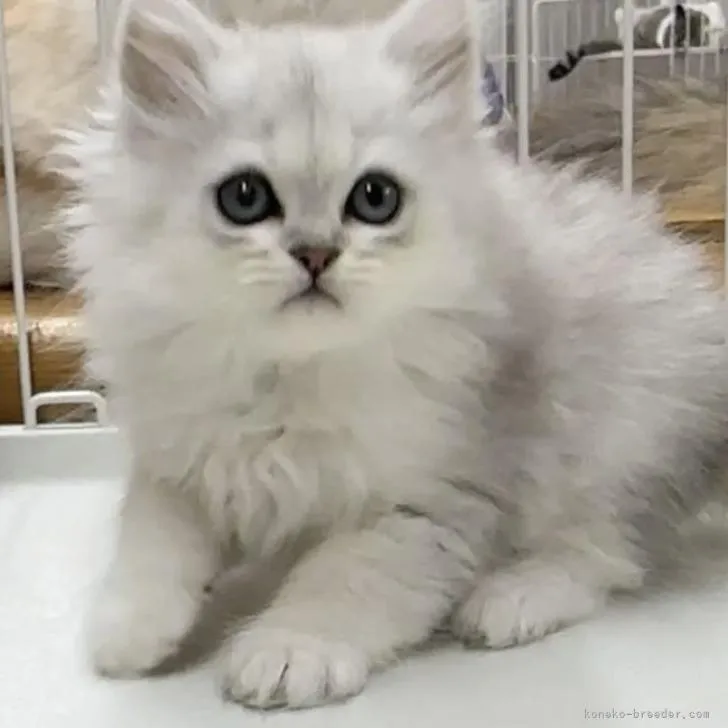 ID:2210-02455の子猫
