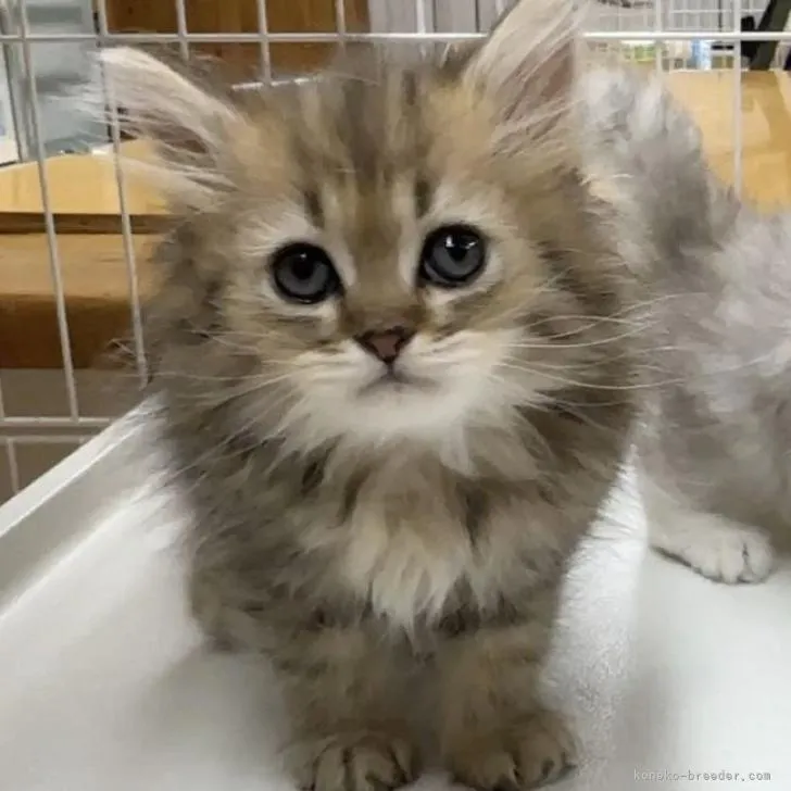ID:2210-02459の子猫