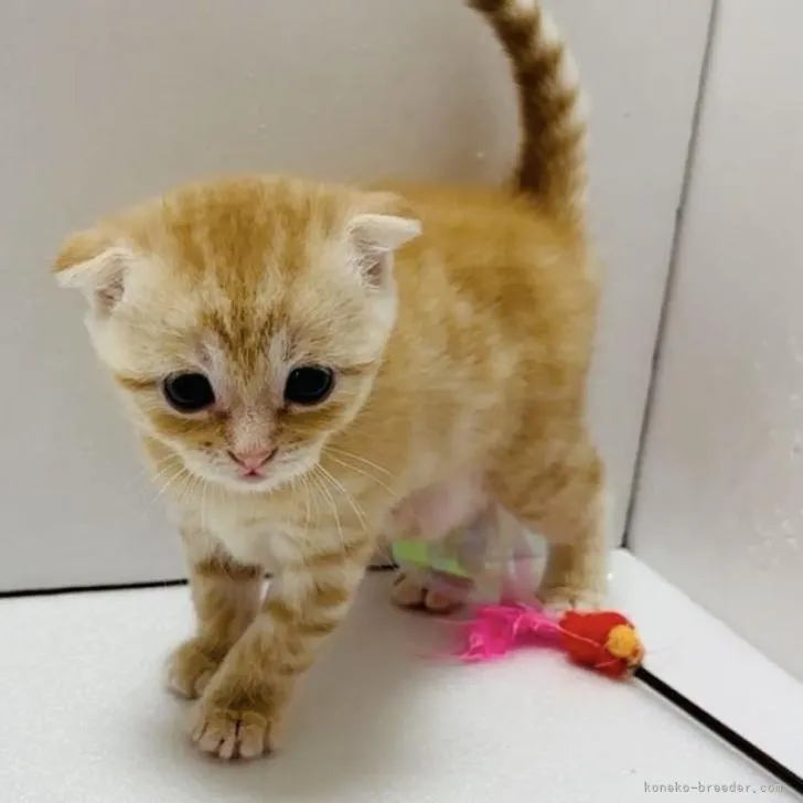 ID:2210-00842の子猫