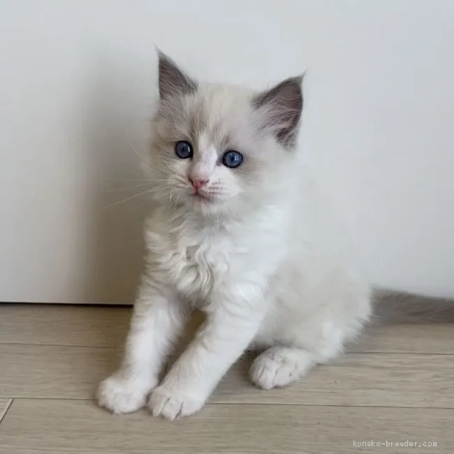 チャマ0423 様のお迎えした子猫