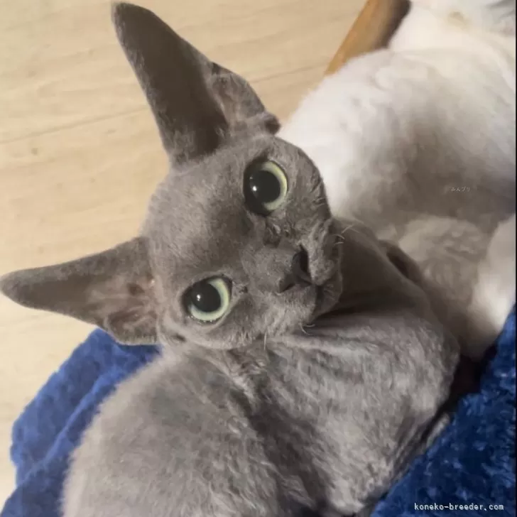 ID:2406-03260の子猫