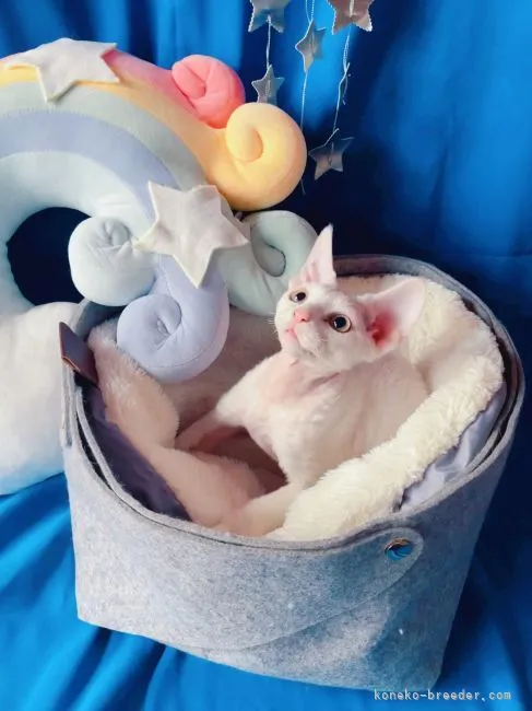 ID:2106-01213の子猫
