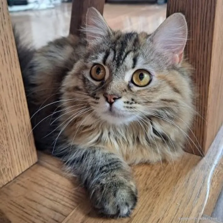ID：2211-02805の子猫