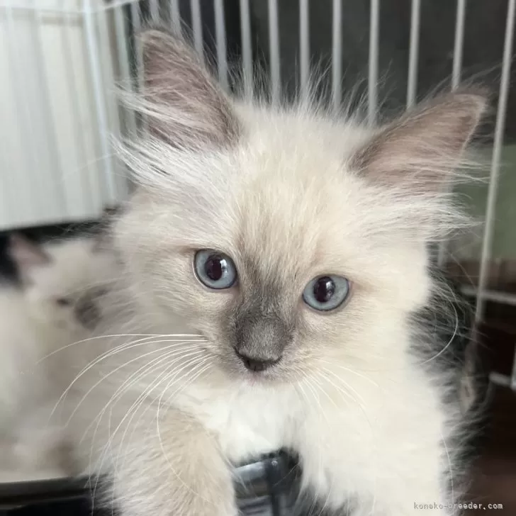 ID:2409-02001の子猫