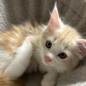 メインクーンの子猫を探す｜ブリーダー直販の子猫販売【みんなの子猫ブリーダー】