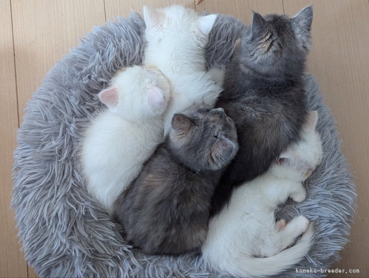 子猫盛り♡｜平井　奈津子(ひらい　なつこ)ブリーダー(北海道・エキゾチックショートヘアなど・JCC登録)の紹介写真4