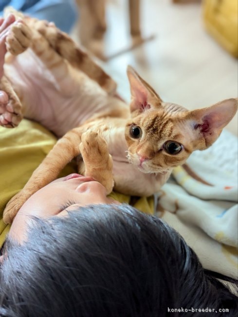 子供と猫は常に一緒です🐱🫶😊｜平井　奈津子(ひらい　なつこ)ブリーダー(北海道・ミヌエットなど・JCC登録)の紹介写真6