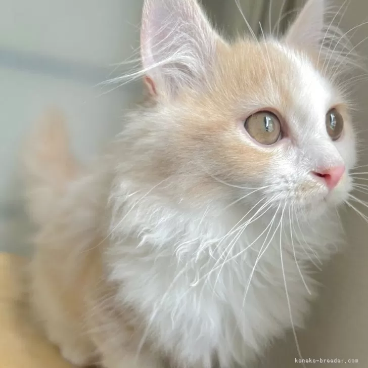 K.S 様のお迎えした子猫