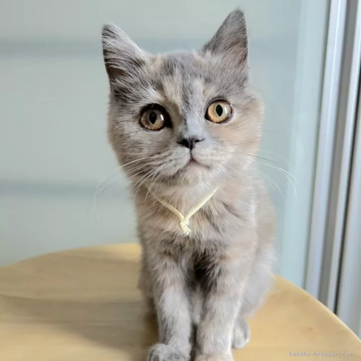 ID:2412-02225の子猫