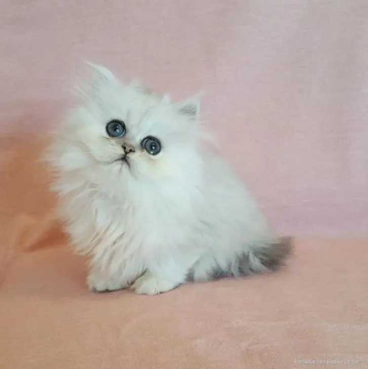 ID:2210-02648の子猫