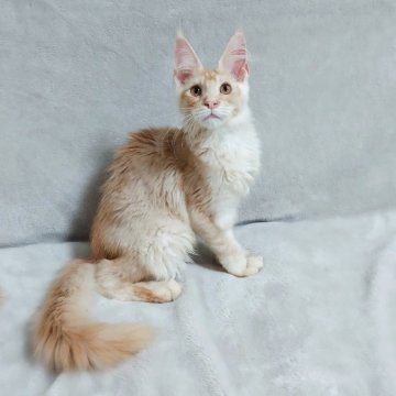 メインクーン【愛知県・男の子・2025年3月4日・レッドシルバーティックドタビー(☆とっても綺麗なカラー☆)】の写真「☆とっても綺麗なカラー☆」