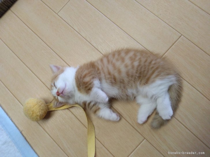 高橋晴勇ブリーダーのブログ：今日の子猫、親子