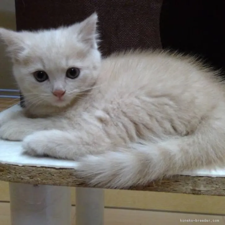 ID:2306-01741の子猫