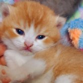 ブリティッシュショートヘア