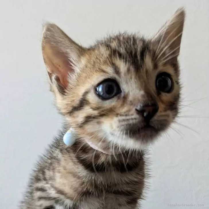 ID:2411-01203の子猫