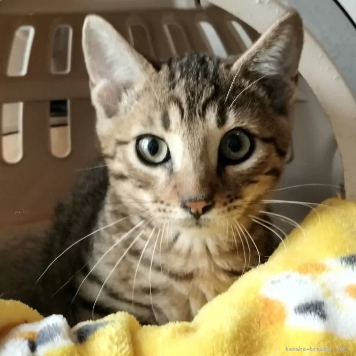 ID:2409-01939の子猫