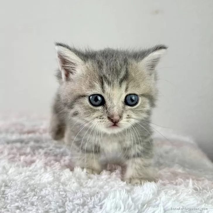 ID:2407-00359の子猫