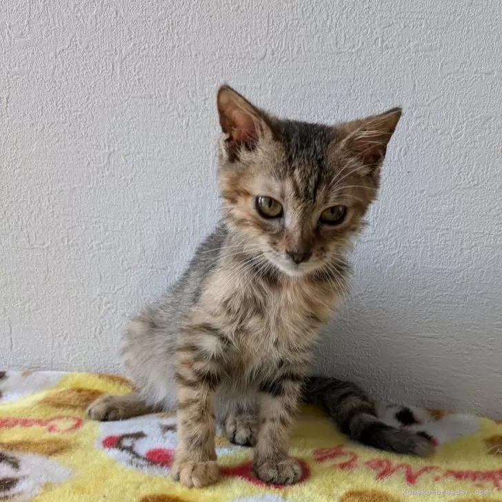 ID:2409-02990の子猫