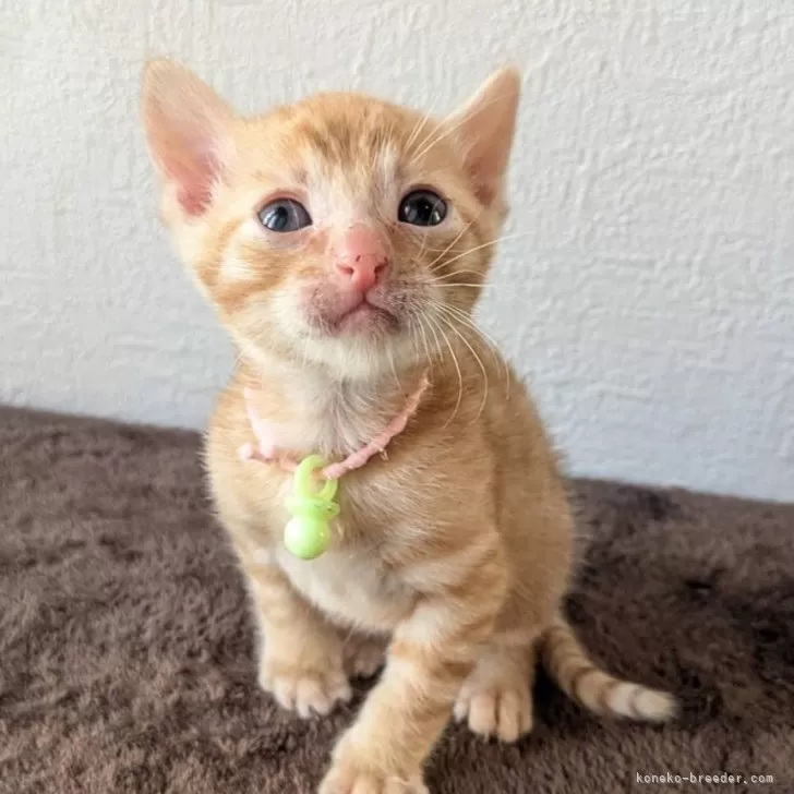 ID:2410-02151の子猫