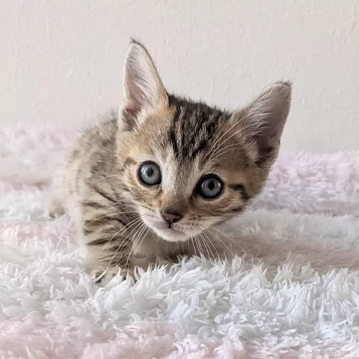 ID:2404-01444の子猫