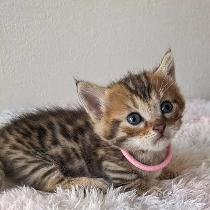 ID:2404-03622の子猫