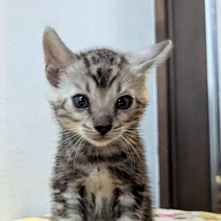 ID:2409-03024の子猫